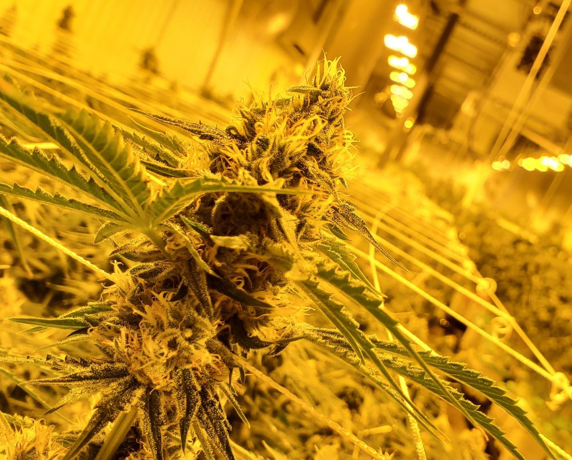 Fertigation Industry Finds Breakthrough with Vortex Technology